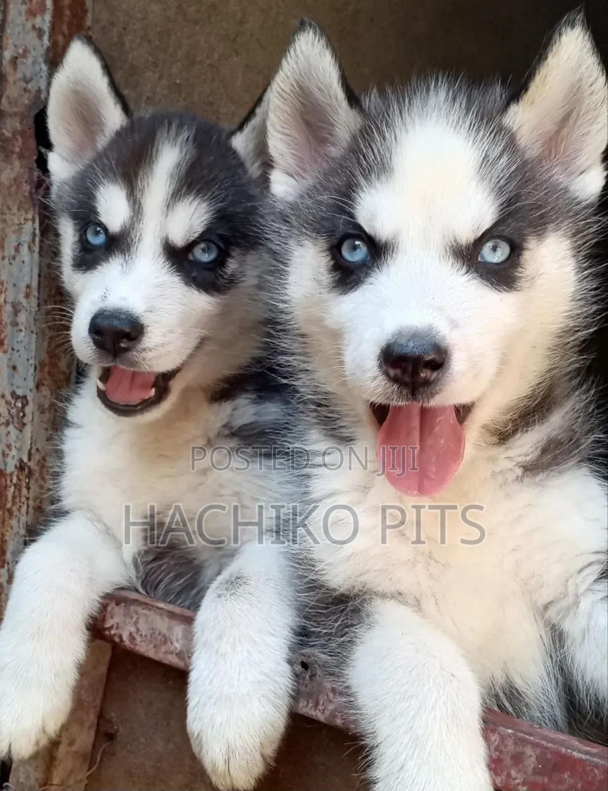 1-3 months Male Purebred Siberian Husky