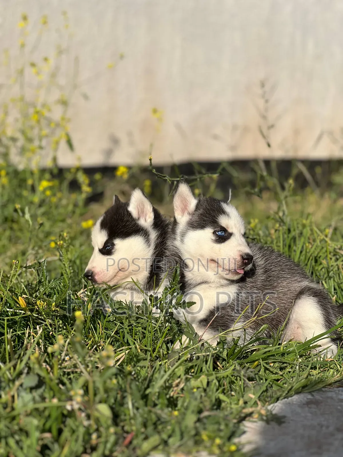 1-3 months Male Purebred Siberian Husky
