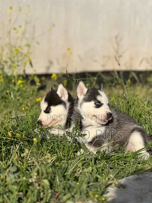1-3 months Male Purebred Siberian Husky