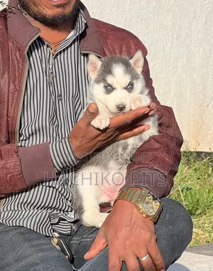 1-3 months Male Purebred Siberian Husky