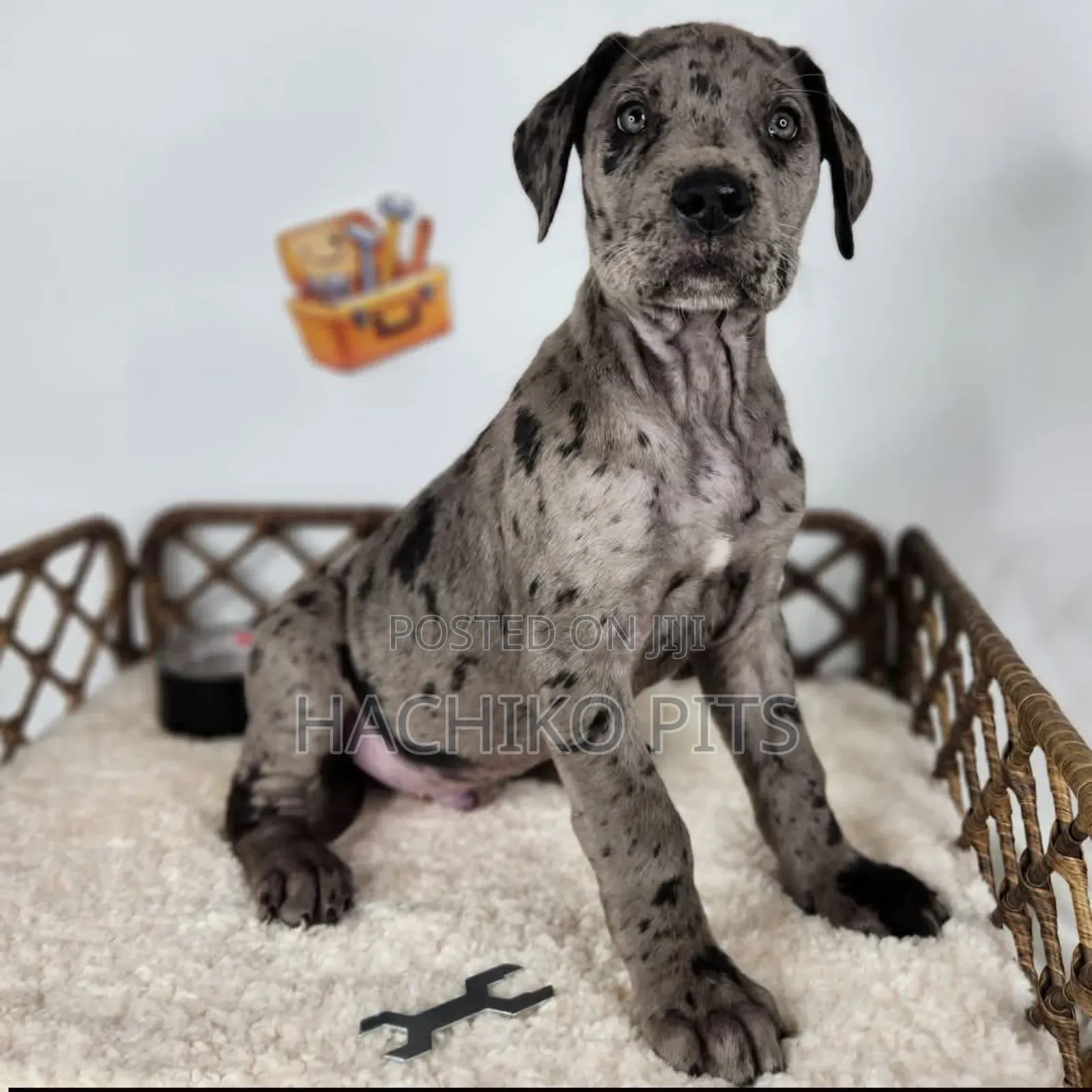 1-3 months Male Purebred Great Dane