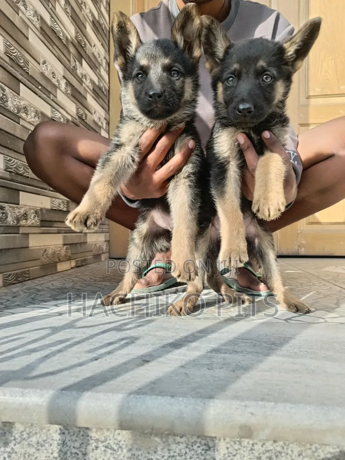 3-6 months Male Purebred German Shepherd