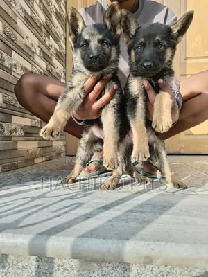 3-6 months Male Purebred German Shepherd