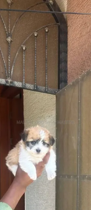 1-3 months Male Purebred Maltese