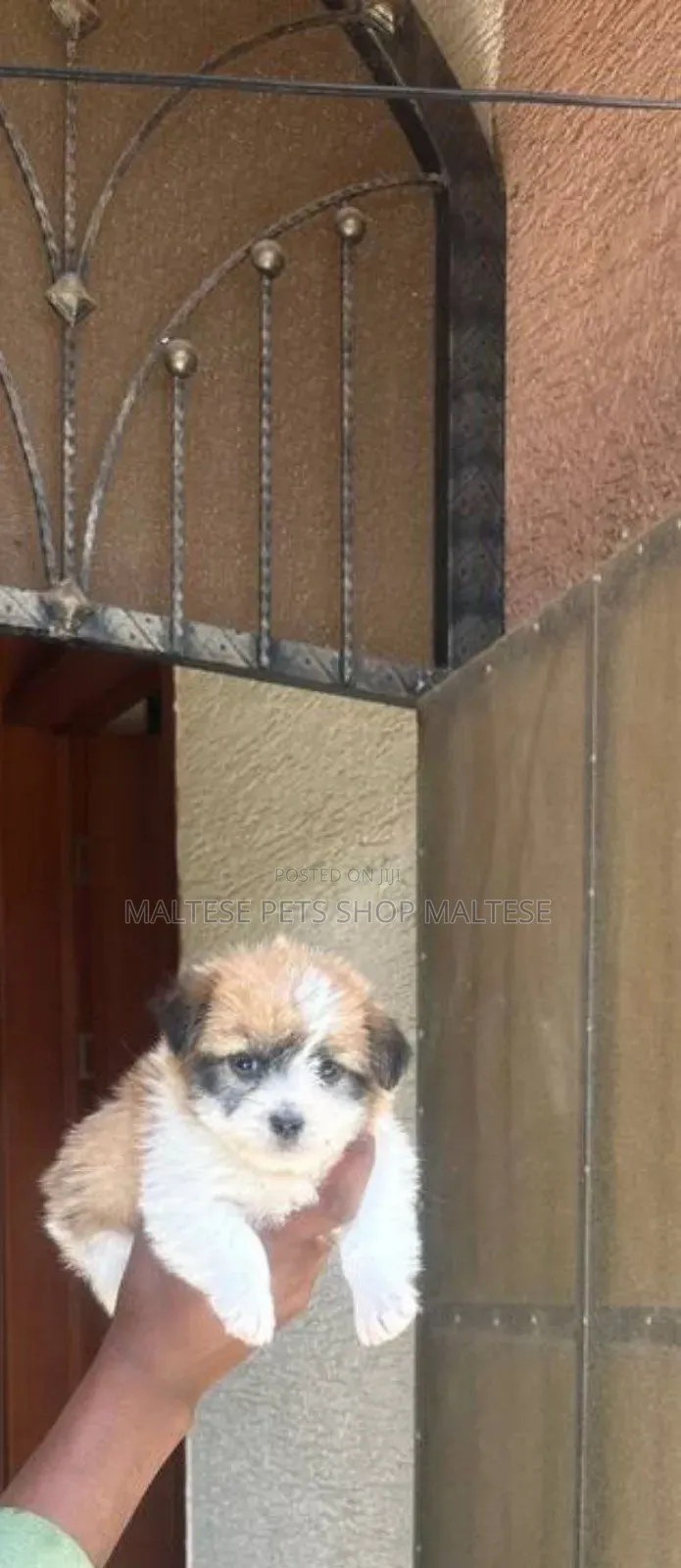 1-3 months Male Purebred Maltese