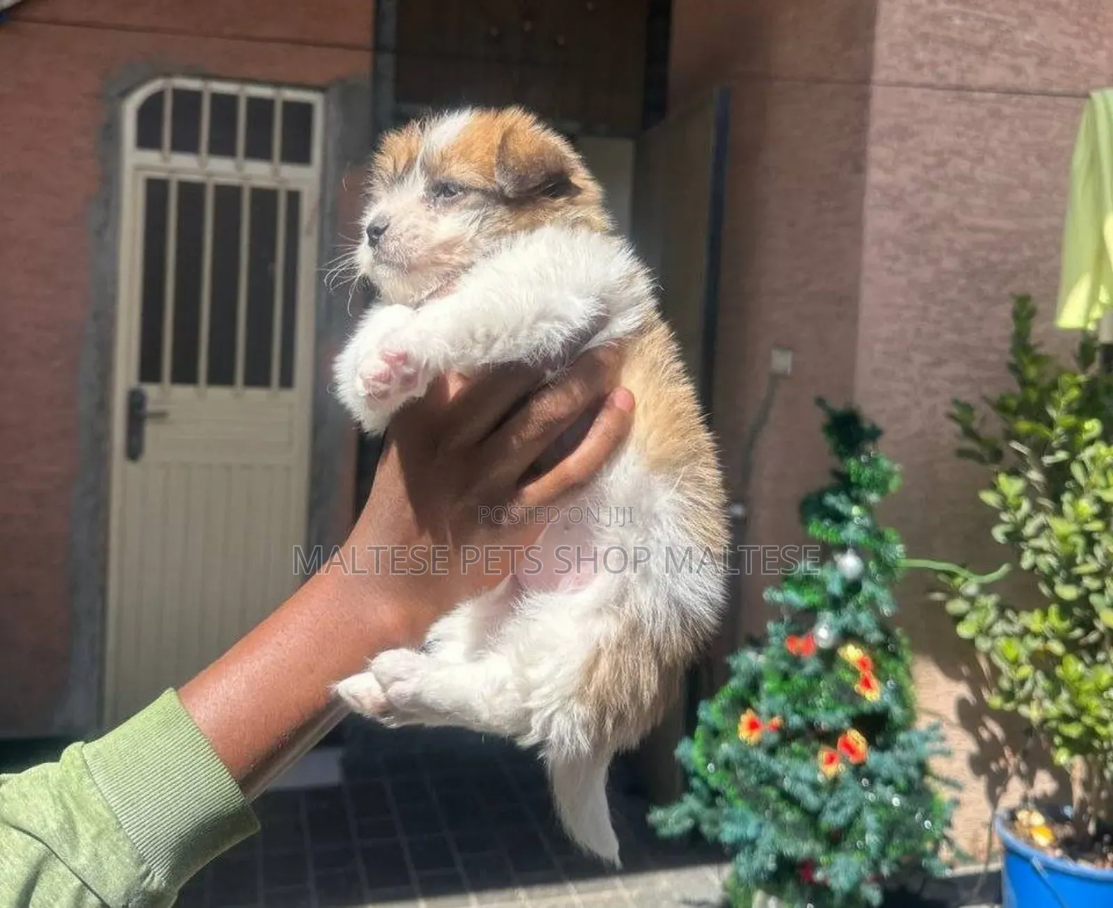 1-3 months Male Purebred Maltese