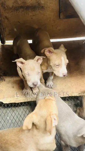 1-3 months Male Purebred American Bully