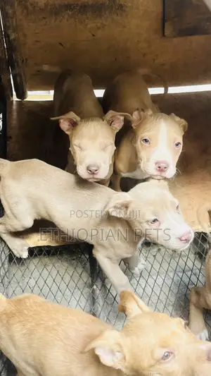 1-3 months Male Purebred American Bully
