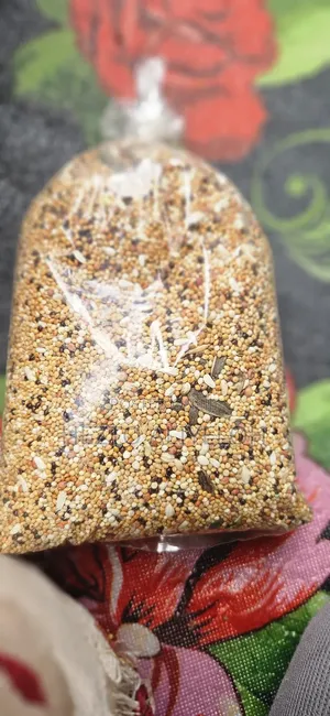 Bird Food1