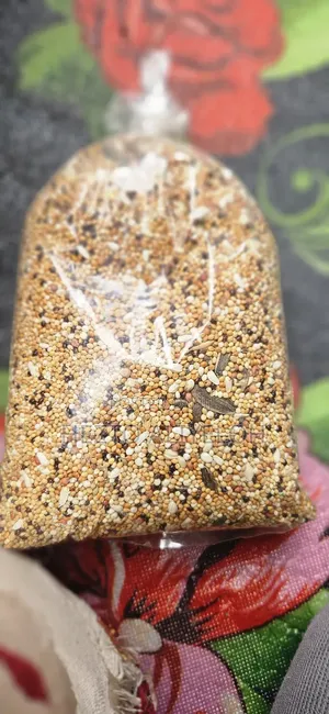 Bird Food1