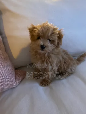 1-3 months Male Purebred Maltipoo