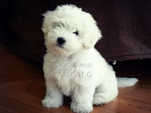 1-3 months Male Purebred Maltese
