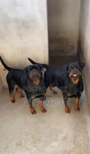 1-3 months Male Purebred Rottweiler