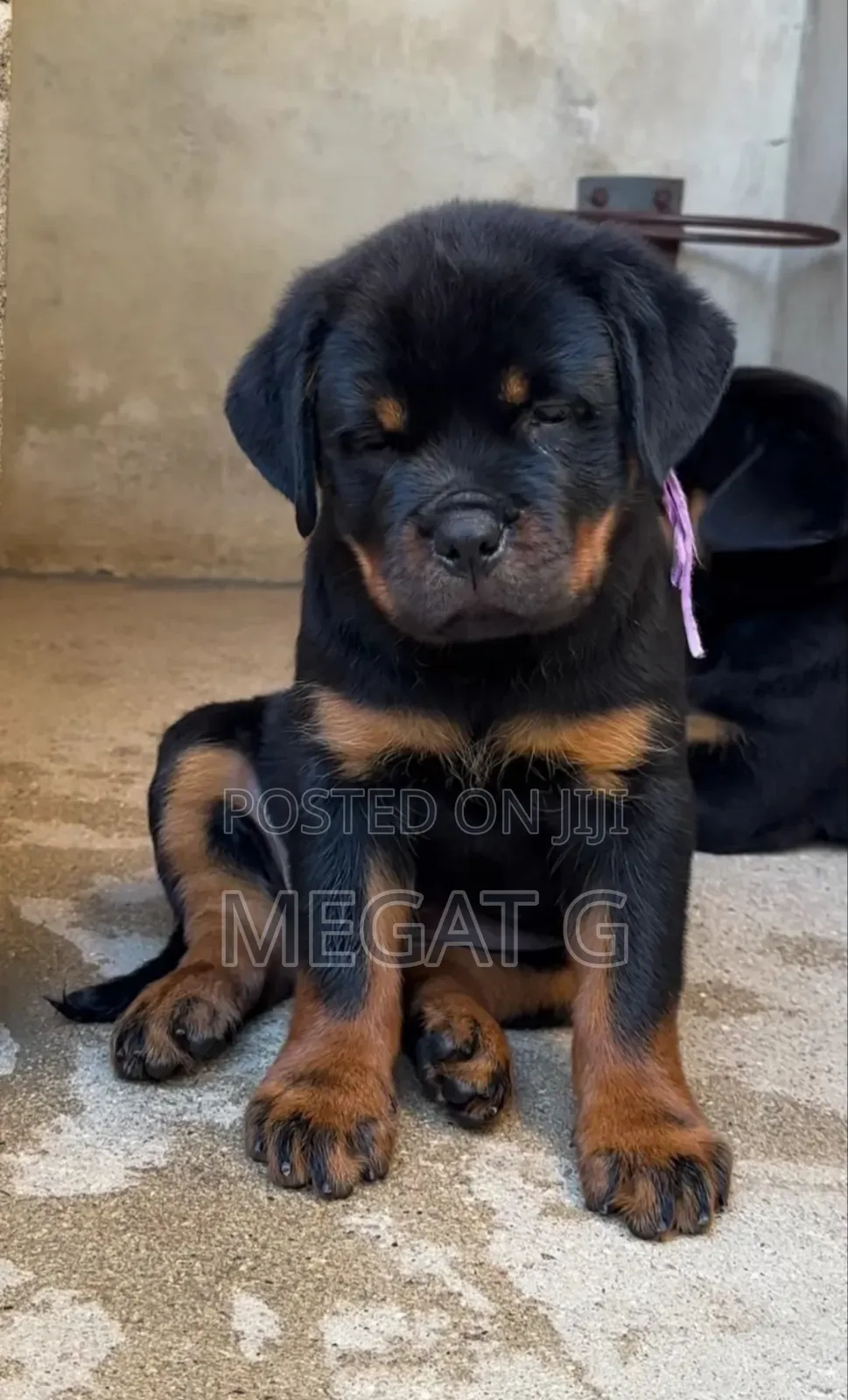 1-3 months Male Purebred Rottweiler