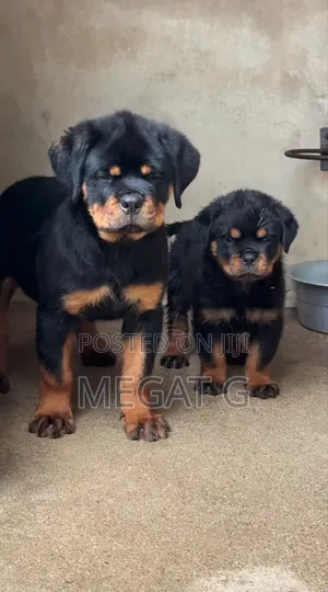 1-3 months Male Purebred Rottweiler