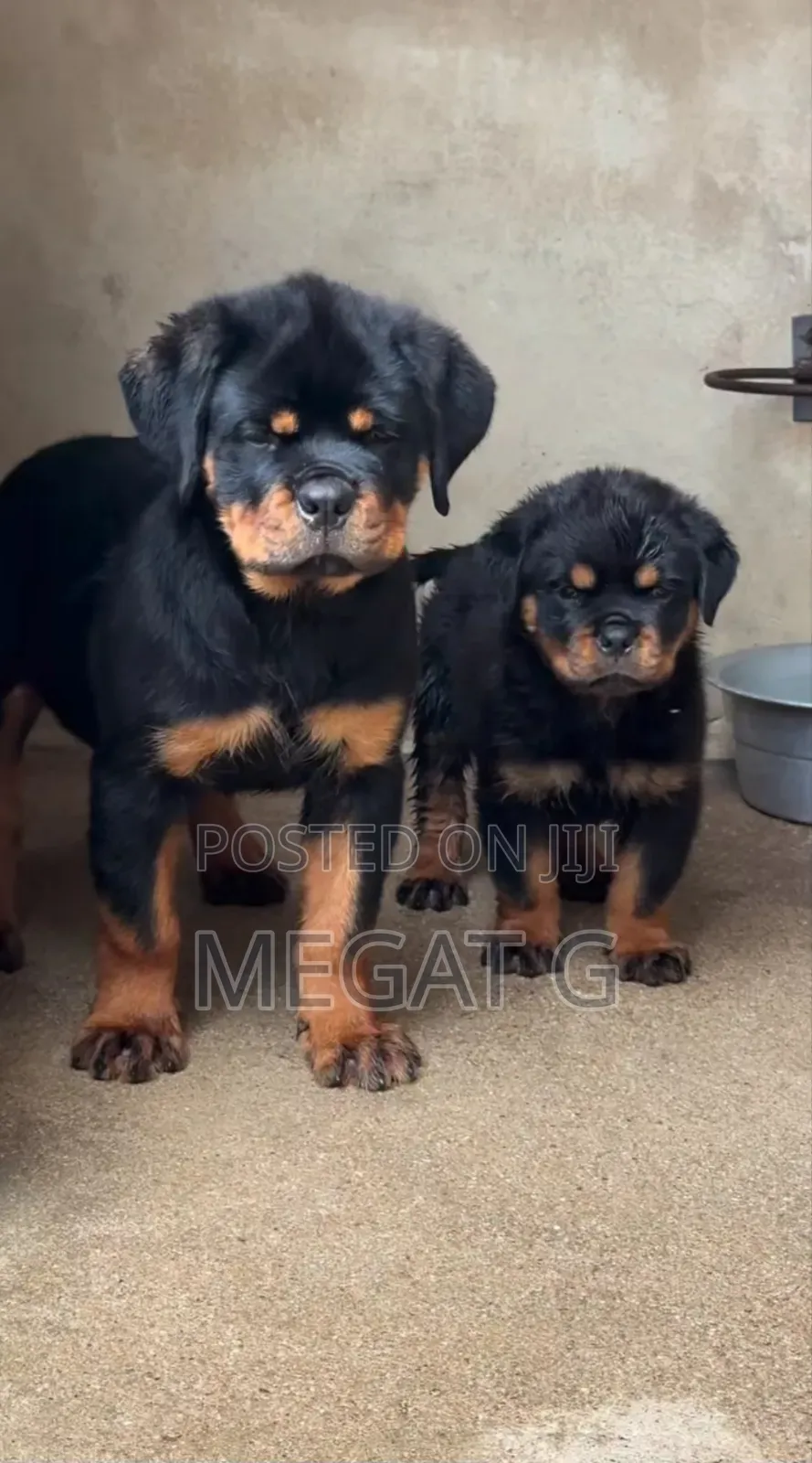 1-3 months Male Purebred Rottweiler