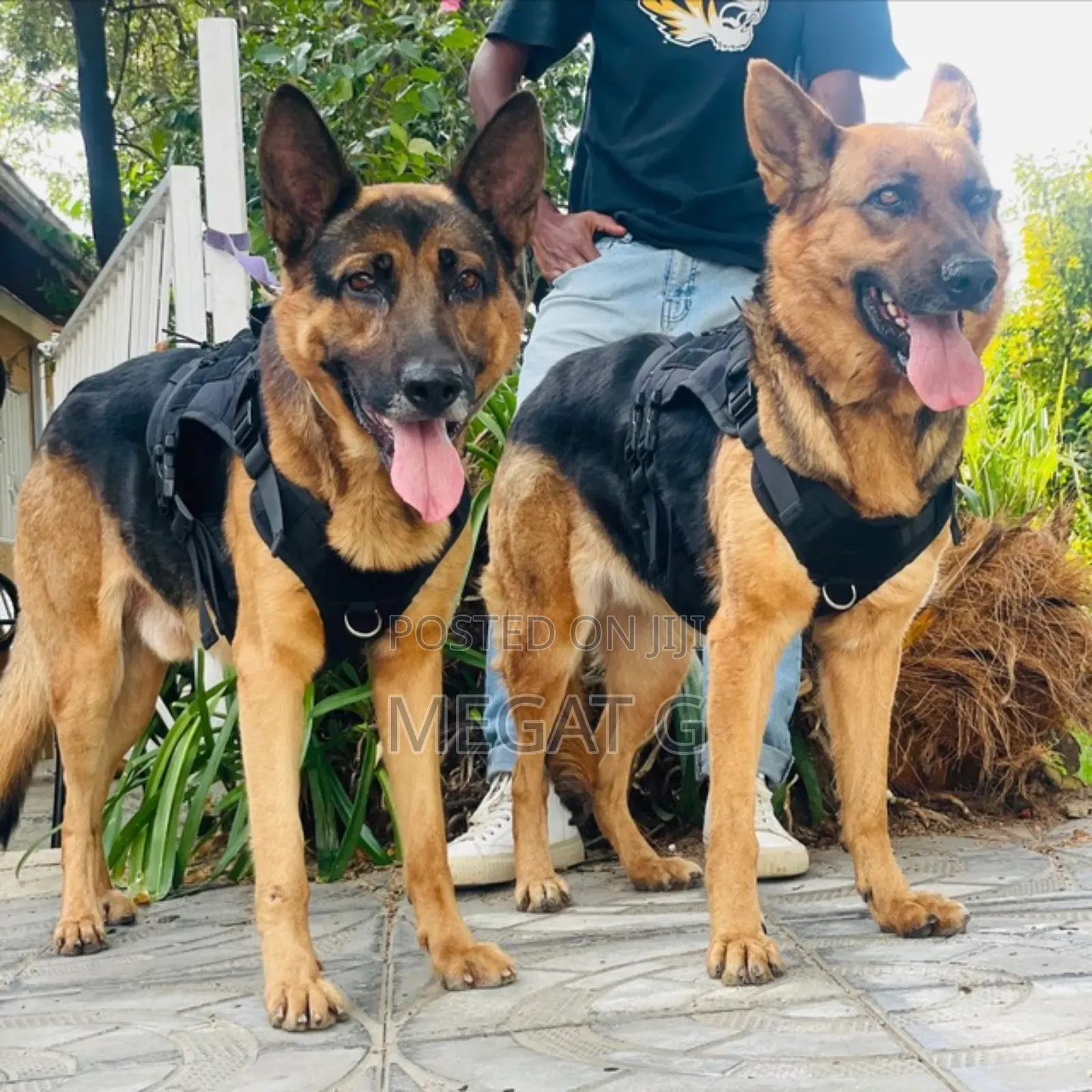 1-3 months Male Purebred German Shepherd