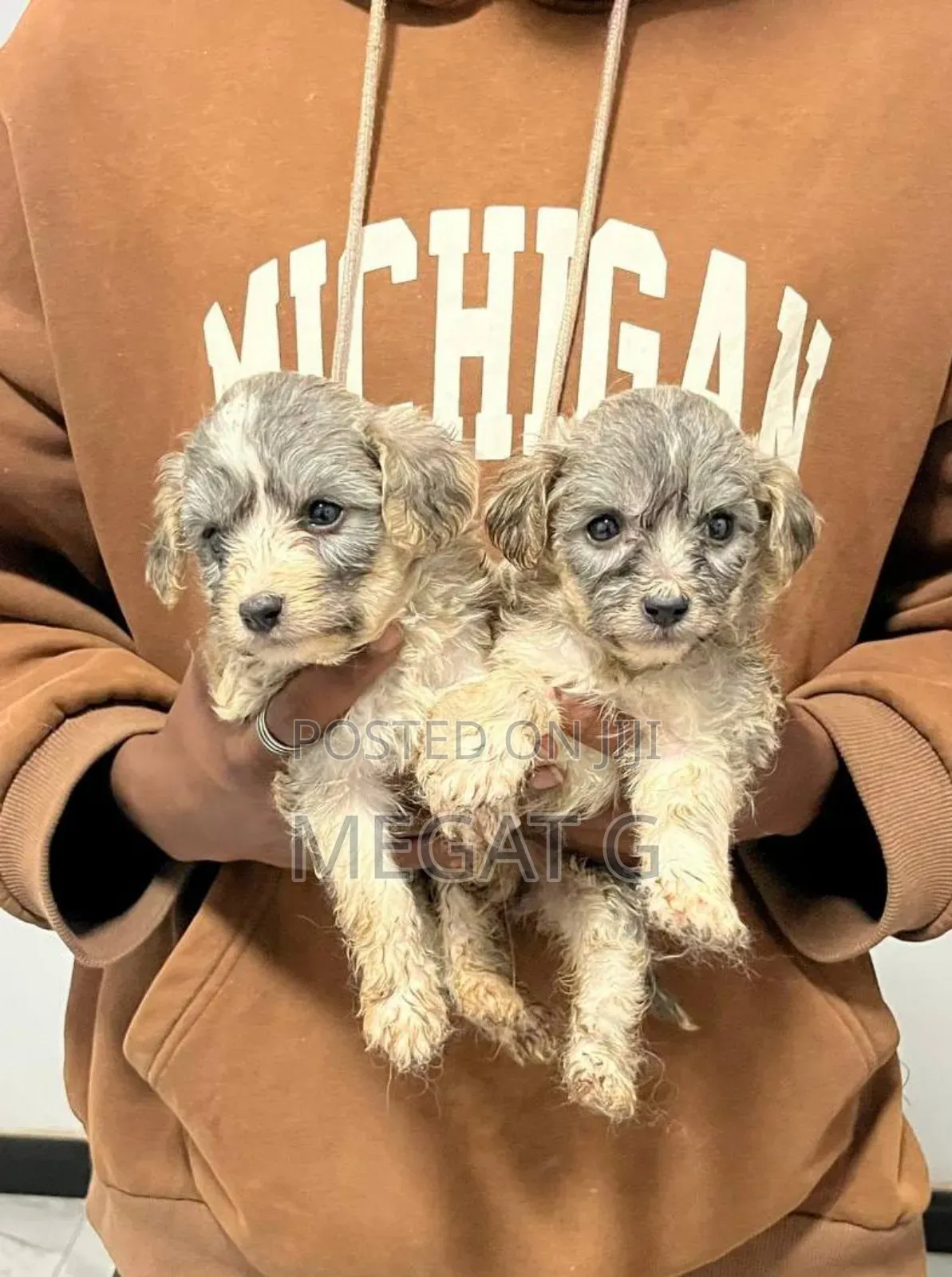 1-3 months Male Purebred Maltipoo