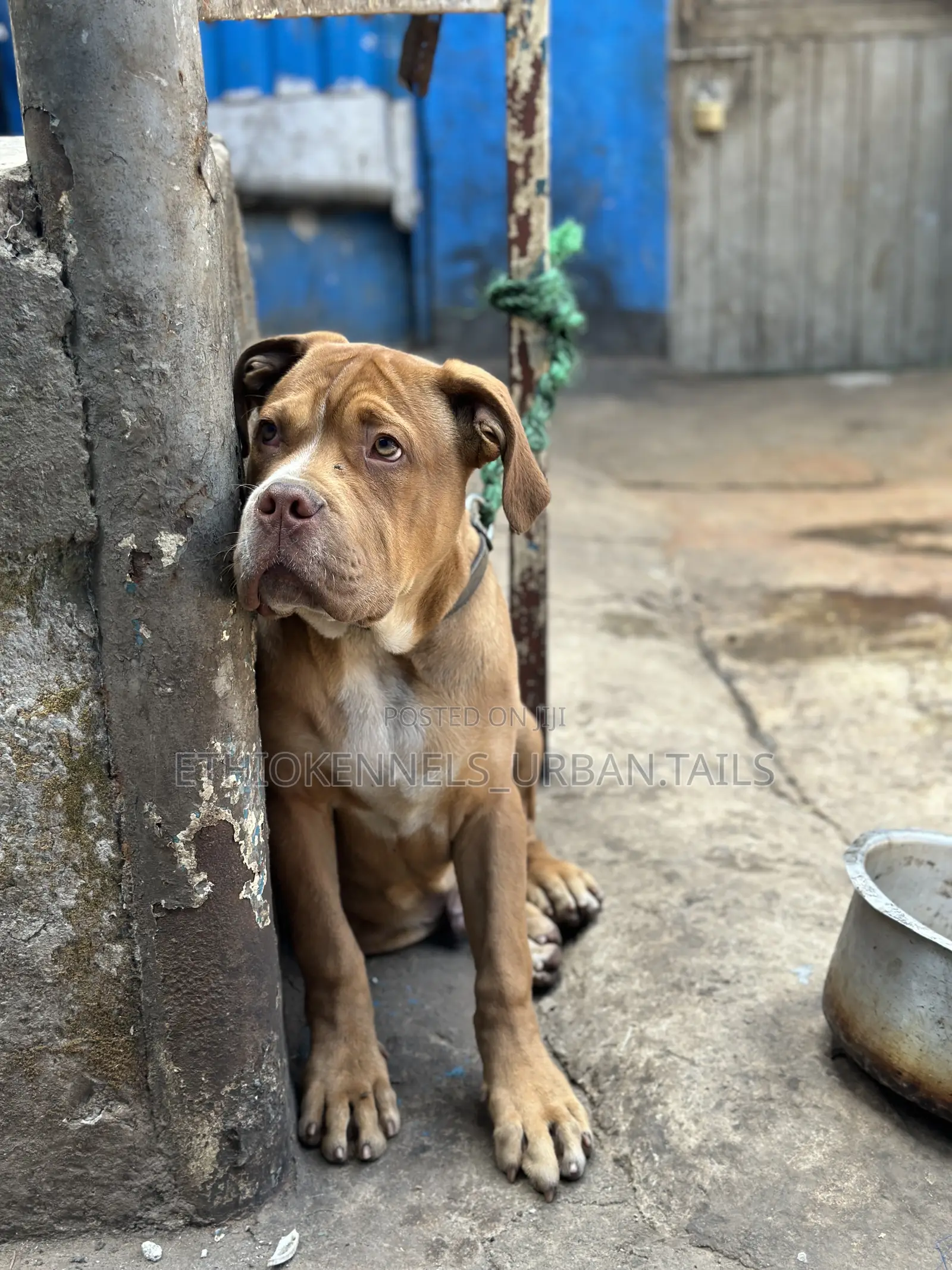 1-3 months Male Purebred Mastiff