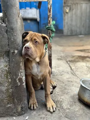 1-3 months Male Purebred Mastiff
