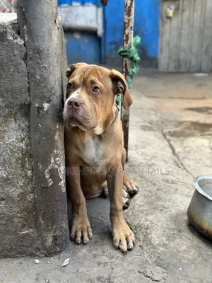 1-3 months Male Purebred Mastiff