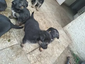 1-3 months Male Purebred German Shepherd