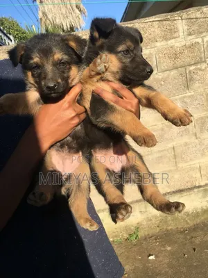 1-3 months Male Purebred German Shepherd