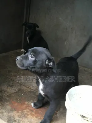 1-3 months Male Purebred American Pit Bull Terrier
