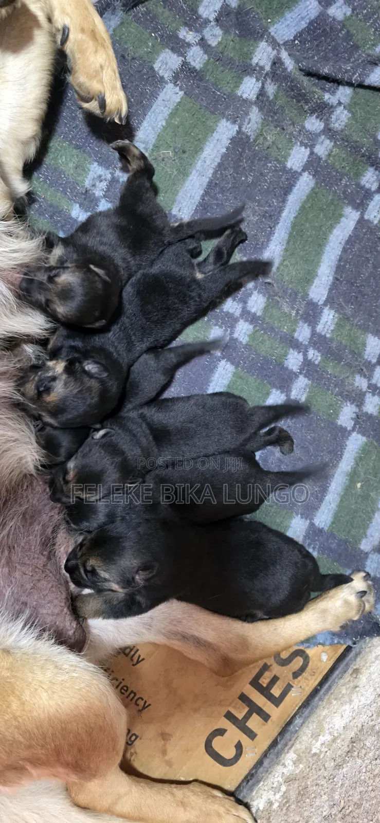 1-3 months Male Purebred German Shepherd