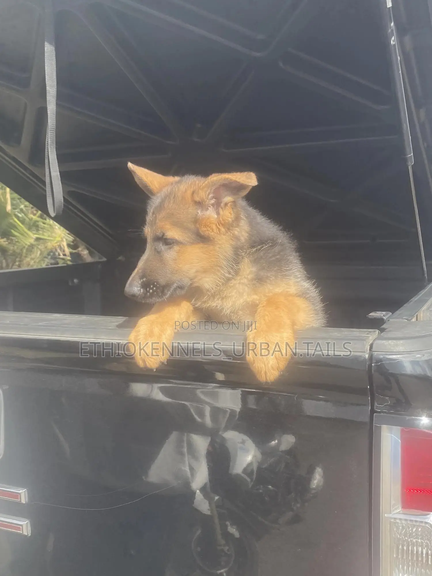 1-3 months Male Purebred German Shepherd