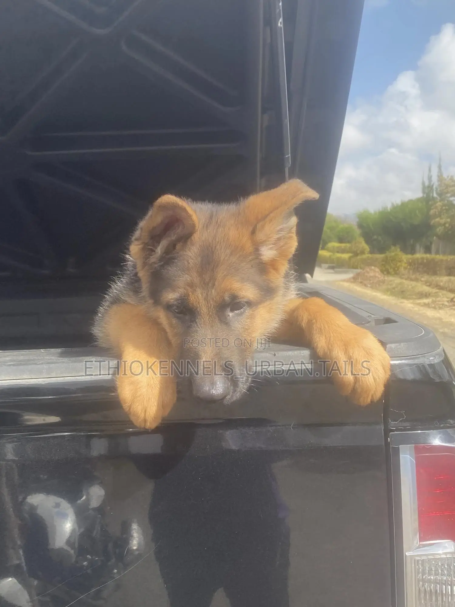 1-3 months Male Purebred German Shepherd