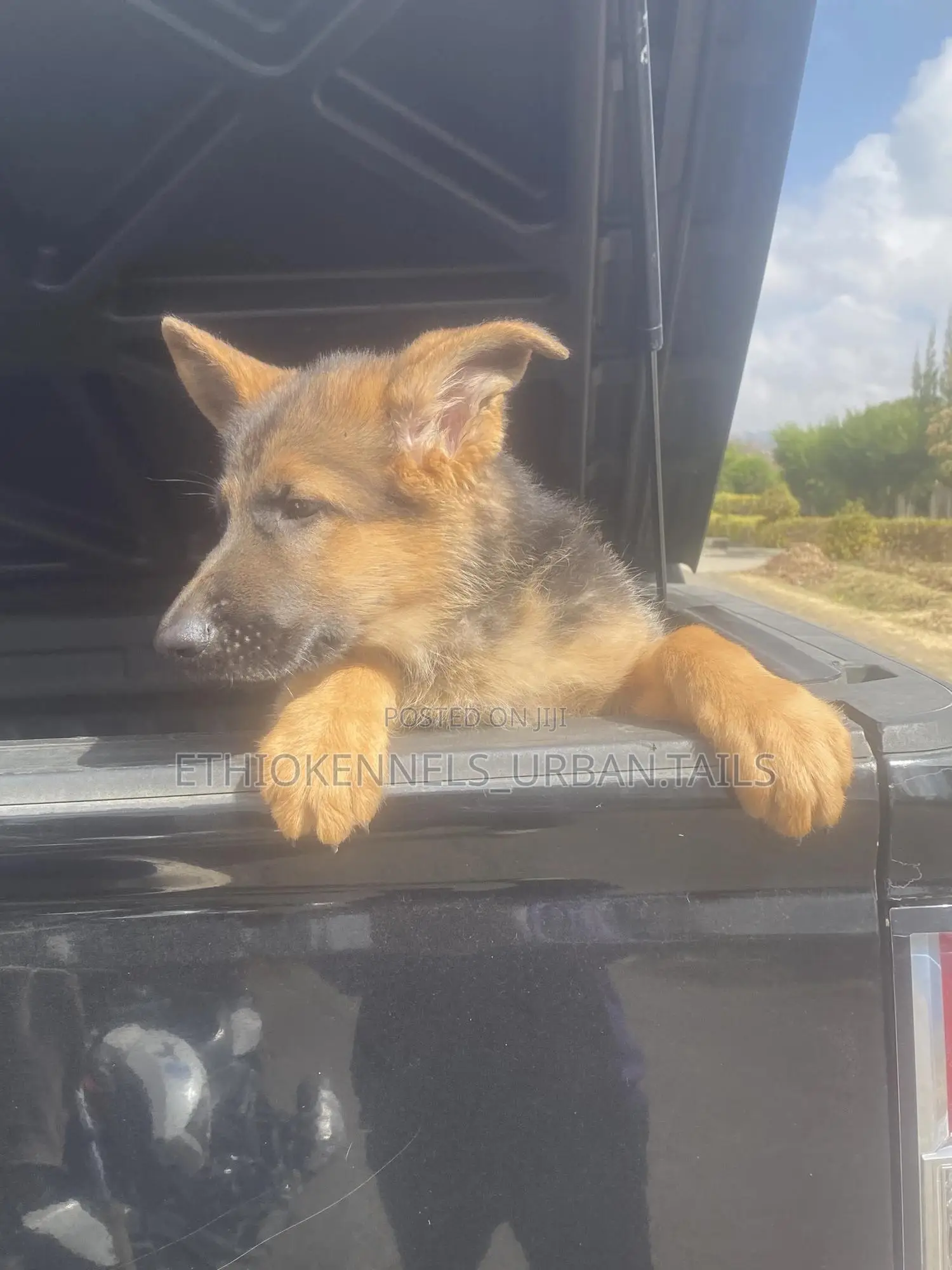 1-3 months Male Purebred German Shepherd