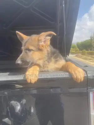 1-3 months Male Purebred German Shepherd