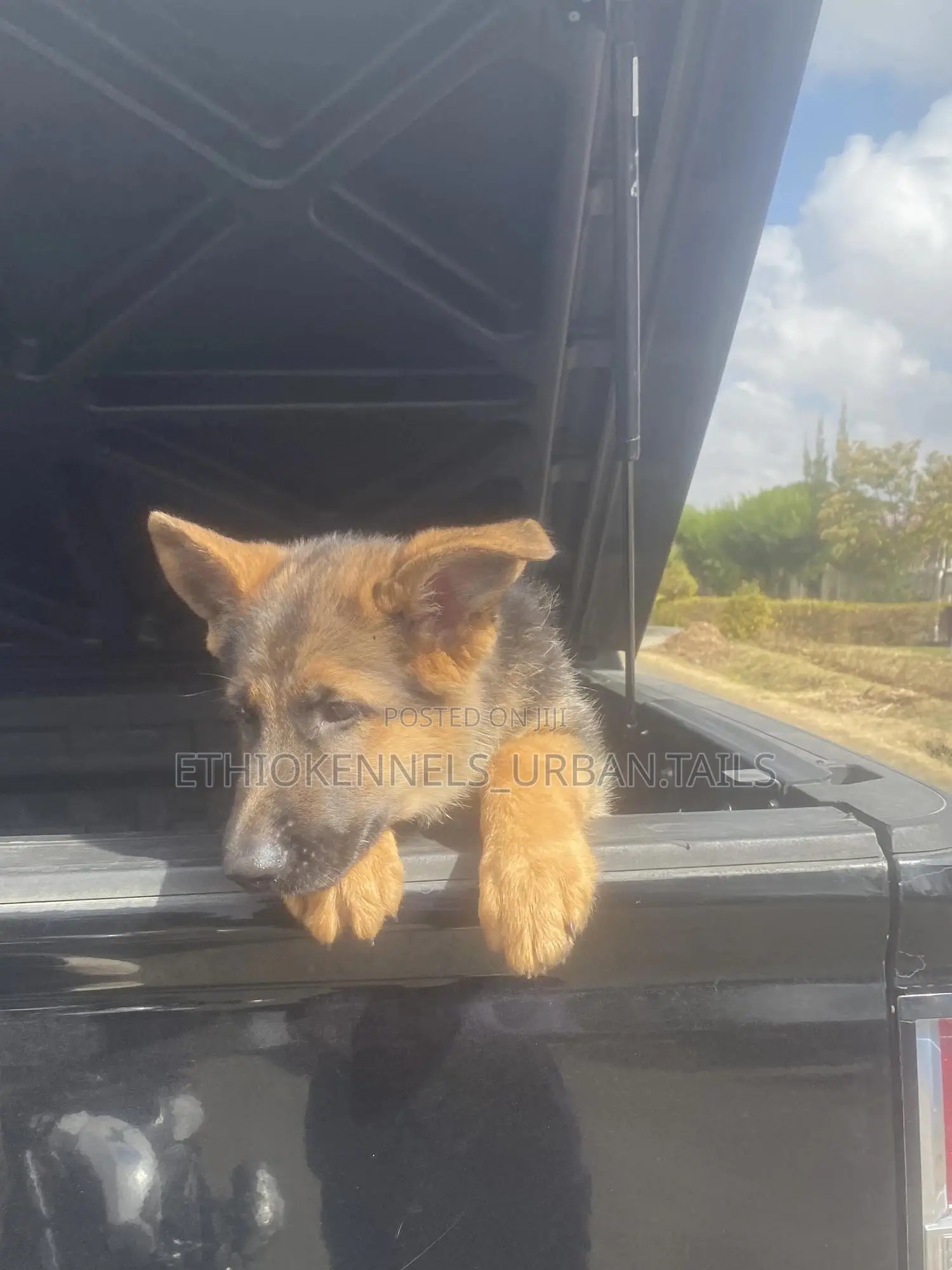 1-3 months Male Purebred German Shepherd