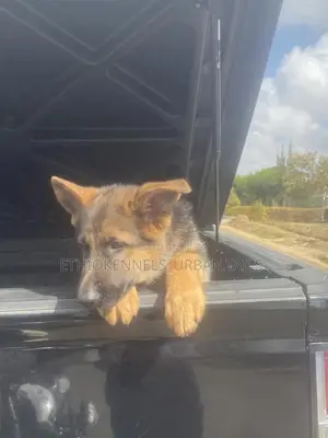 1-3 months Male Purebred German Shepherd