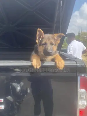 1-3 months Male Purebred German Shepherd