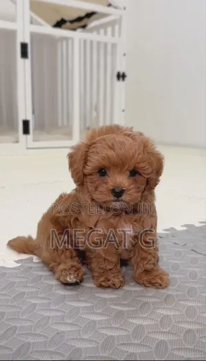 1-3 months Male Purebred Poodle