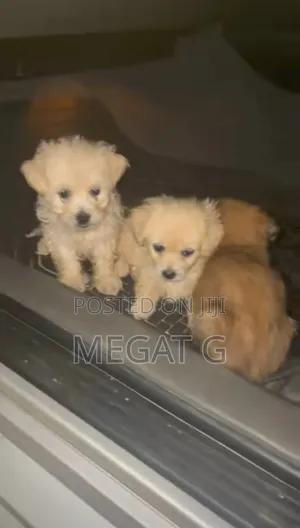 1-3 months Male Purebred Maltese