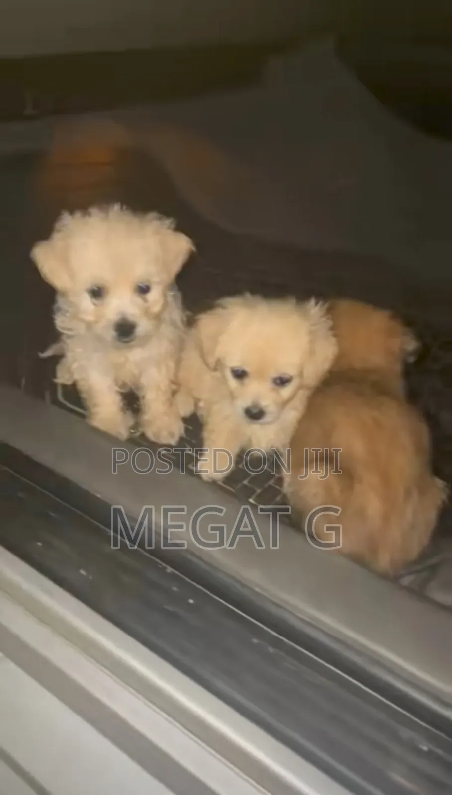 1-3 months Male Purebred Maltese