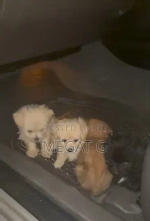 1-3 months Male Purebred Maltese