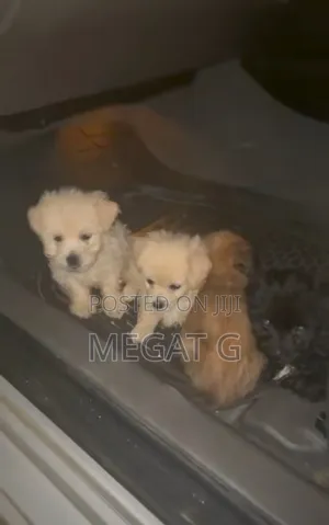 1-3 months Male Purebred Maltese