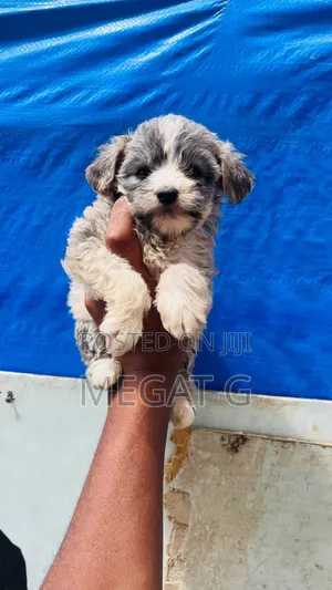 1-3 months Male Purebred Maltipoo