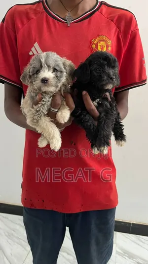 1-3 months Male Purebred Maltipoo