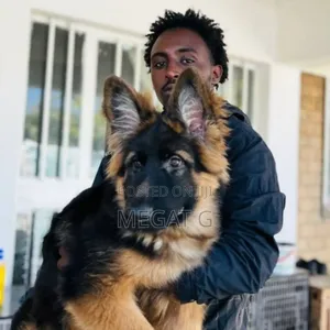 1-3 months Male Purebred German Shepherd