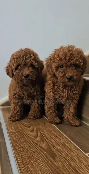 1-3 months Female Purebred Poodle