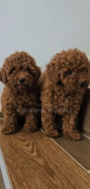 1-3 months Female Purebred Poodle