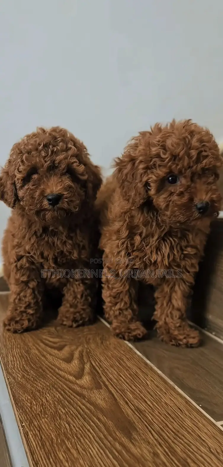 1-3 months Female Purebred Poodle