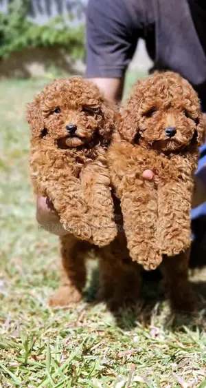 1-3 months Male Purebred Poodle