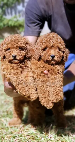 1-3 months Male Purebred Poodle