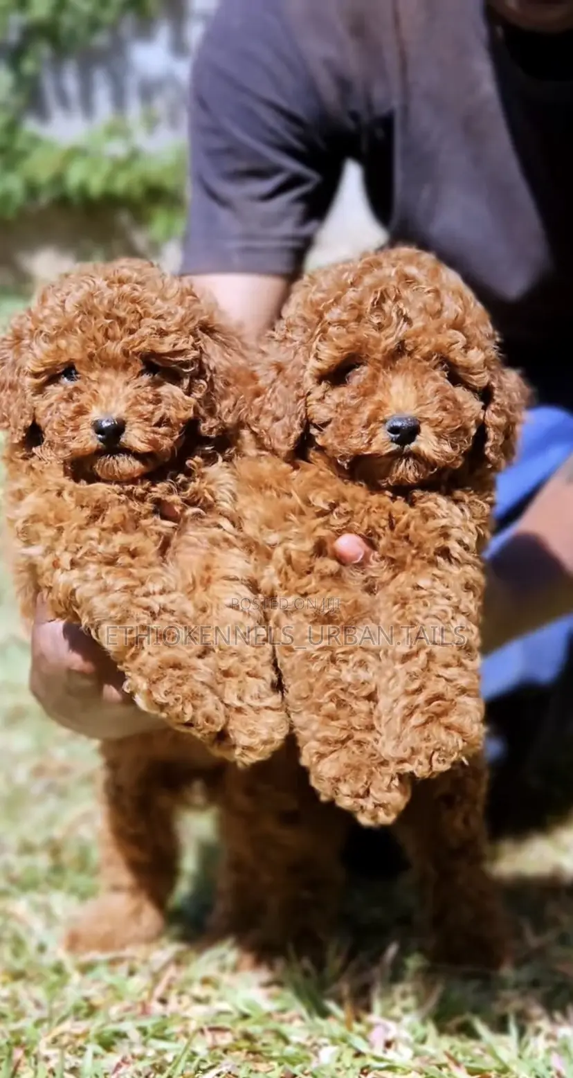 1-3 months Male Purebred Poodle